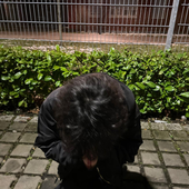 angelorder 的头像
