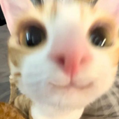 ballzinyojawz69 的头像
