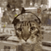 Avatar for Sfp7