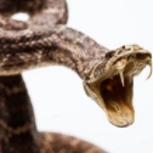 Avatar di snakebite-