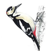 Avatar for CaravanIsLost
