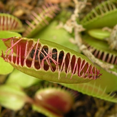 Avatar for Flytrap666