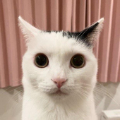 kedaizd 的头像