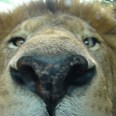 Avatar for skoggkatt66