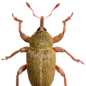 Avatar for Tychius
