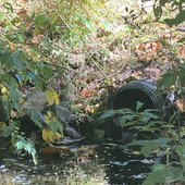 Environmental Wall 1