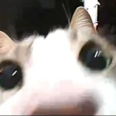 paulinhoojr 的头像