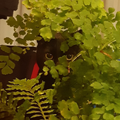 Avatar for CephalonCosmic