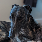 Avatar for borzoipal