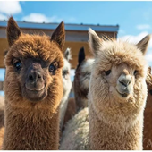 Clalpaca 的头像