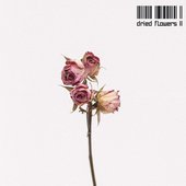 Dried Flowers II