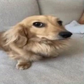 fodasedijho 的头像