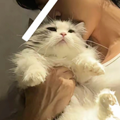 plasticcsmile 的头像