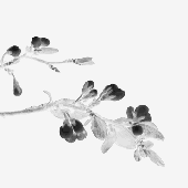 skroochie 的头像