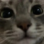 gato