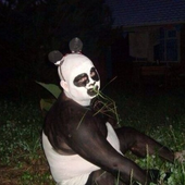 Avatar di zDekS