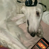 g0ldeon 的头像