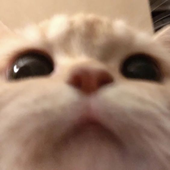 Avatar for nonoitsnoelle
