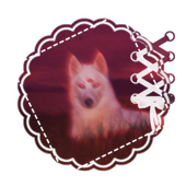 Wounded-dog 的头像