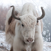 Avatar for albino_yak