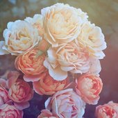 Flowers for You (Cover Art)