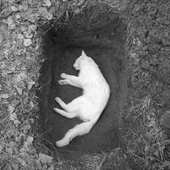 Avatar for Cat_funeral