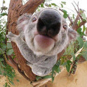 alaokkoala 的头像