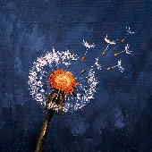 Dandelion