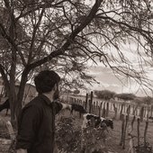 Vacas
