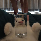 GanderAtMyGoose 的头像