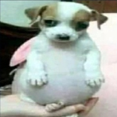 chrisstolten 的头像