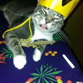 KinglyKitty 的头像