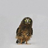 owlfly 的头像