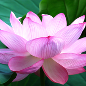 Аватар для Lotusbloompeace