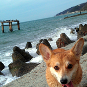 corgiseven için avatar