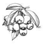LastFM profile picture for @blueberries