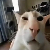 PewPpew 的头像