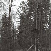 Treehouse or something stone anthem 