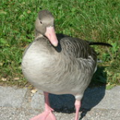 Avatar for toridango