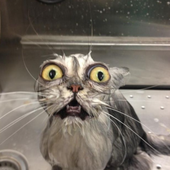 Freakymeowmeow 的头像