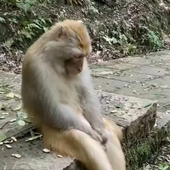 petong1995 的头像