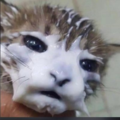 NexWebos 的头像