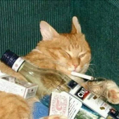 fatcoochiecat 的头像