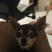 GabrieeI 的头像