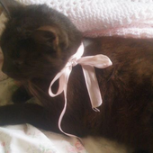 junemeow 的头像
