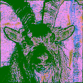 Avatar for QuacksIsCool