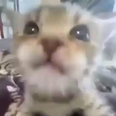 EhugUp 的头像