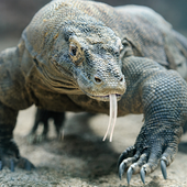 Avatar für ATalkingLizard