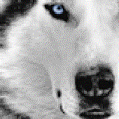 Avatar for Axel_Wolf