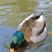 Avatar for duck